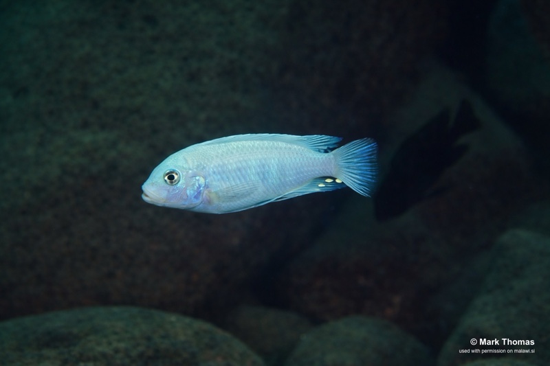 Maylandia callainos 'Ngwasi'